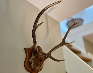 Deer antlers as a backdrop in Cottage in Emst, Veluwe vacation home, Gelderland.