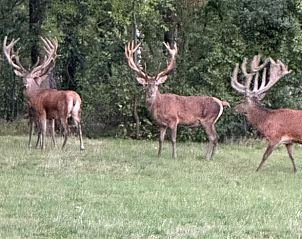 Deer near Cottage in Emst, Veluwe, Gelderland.