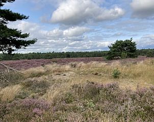 Heathlands near Cottage in Emst, Veluwe, Gelderland.