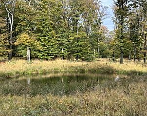 Forest with pond near Cottage in Emst, vacation home Veluwe, Gelderland.