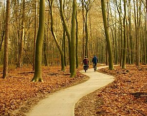 Bike path through autumn forest near cottage in Emst, Veluwe, Gelderland.