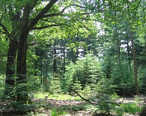 Unterkunft 320839 - Ferienhaus Veluwe - Vakantiehuis in Emst