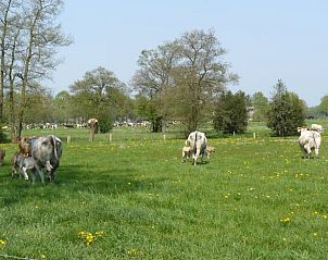 Unterkunft 320839 - Ferienhaus Veluwe - Vakantiehuis in Emst
