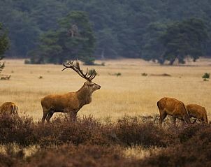 Unterkunft 320839 - Ferienhaus Veluwe - Vakantiehuis in Emst