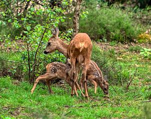 Verblijf 320842 - Vakantiewoning Veluwe - Huisje in Emst