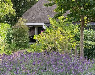 Bloeiende lavendel in de tuin van Vakantiehuisje in Emst, Veluwe, Gelderland.