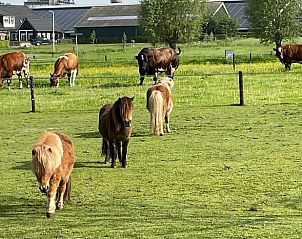 Landelijke omgeving met dieren bij Vakantiehuisje in Emst, Veluwe, Gelderland.