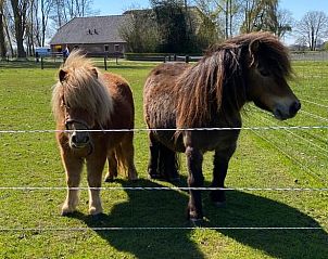 Shetland pony's in de buurt van Vakantiehuisje in Emst, Veluwe, Gelderland.