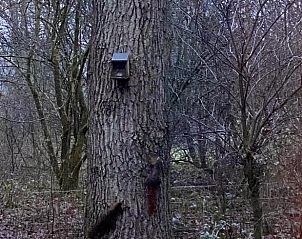 Verblijf 320858 - Vakantiewoning Veluwe - Vakantiehuis in Emst