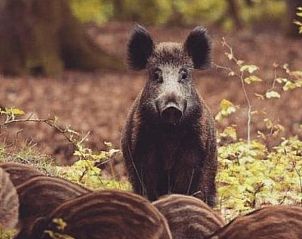 Unterkunft 320859 - Ferienhaus Veluwe - Vakantiehuisje in Emst
