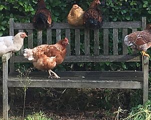 Unterkunft 320859 - Ferienhaus Veluwe - Vakantiehuisje in Emst