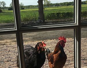 Unterkunft 320859 - Ferienhaus Veluwe - Vakantiehuisje in Emst