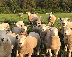 Unterkunft 320859 - Ferienhaus Veluwe - Vakantiehuisje in Emst