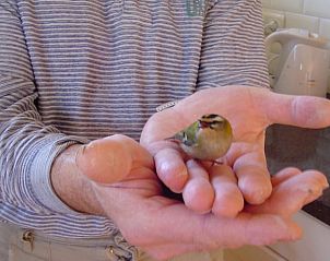 Vogel op handdoek, ontdekt bij Vakantiehuisje in Emst, omringd door natuur.