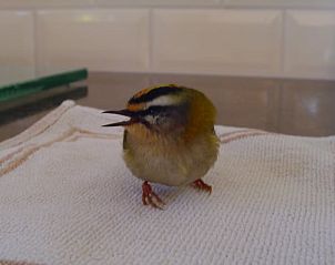 Slapende vogel in Vakantiehuisje in Emst, Veluwe, een teken van rust.