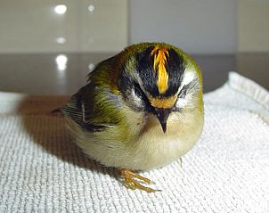 Prachtige zonsondergang op de Veluwe, nabij Vakantiehuisje in Emst.
