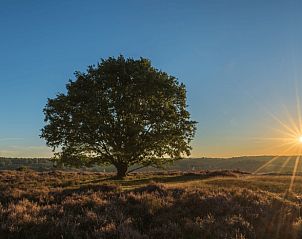 Vliegenzwam in de natuur rond Vakantiehuisje in Emst, Veluwe, Gelderland.