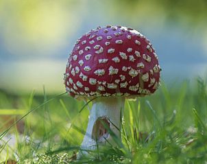 Verblijf 320867 - Vakantiewoning Veluwe - Vakantiehuisje in Emst