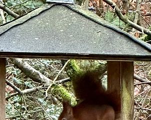 Guest house 320882 - Holiday property Veluwe - Vakantiehuis in Emst