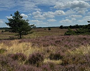 Prachtige heidevelden rondom Huisje in Ermelo Staverden, vakantiehuis op de Veluwe