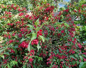 Guest house 3209137 - Holiday property Veluwe - Huisje in Ermelo