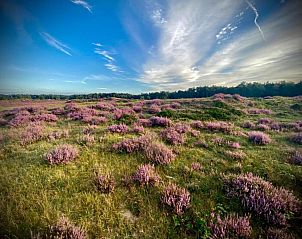 Verblijf 3209162 - Vakantiewoning Veluwe - Heivlinder 4p