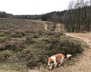 Verblijf 3209165 - Vakantiewoning Veluwe - Vlindervallei Studio 2p