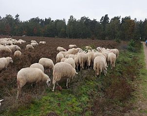 Verblijf 3209167 - Vakantiewoning Veluwe - Heivlinder Comfort 4+2p