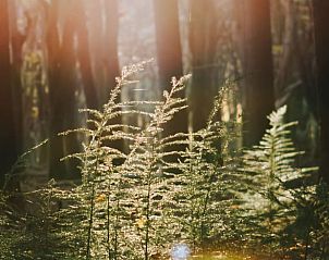 Guest house 320920 - Holiday property Veluwe - Huisje in Ermelo