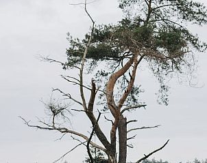 Guest house 320920 - Holiday property Veluwe - Huisje in Ermelo