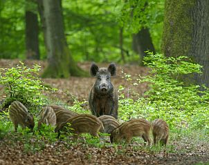 Wildschwein in den Wldern um das Ferienhaus in Ermelo, Veluwe, Gelderland.