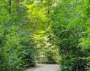 Bewaldete Umgebung des Ferienhauses in Ermelo, Veluwe, Gelderland.