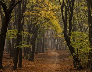Herbstlicher Waldweg in der Nhe eines Ferienhauses in Ermelo, Veluwe, Gelderland.
