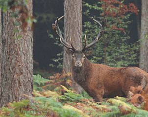 Rotwild in den Wldern um das Ferienhaus in Ermelo, Veluwe, Gelderland.