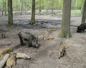 Unterkunft 320981 - Ferienhaus Veluwe - Huisje in Ermelo