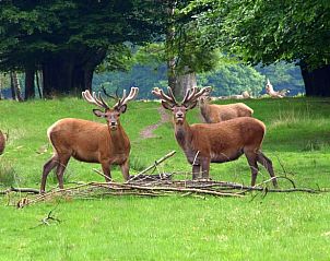 Unterkunft 320982 - Ferienhaus Veluwe - Vakantiehuisje in Ermelo