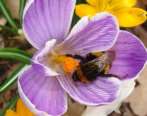 Guest house 320983 - Holiday property Veluwe - Vakantiehuis in Ermelo