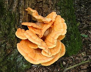 Guest house 320983 - Holiday property Veluwe - Vakantiehuis in Ermelo