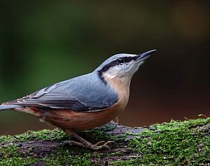 Unterkunft 320985 - Ferienhaus Veluwe - Huisje in Ermelo