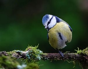 Unterkunft 320985 - Ferienhaus Veluwe - Huisje in Ermelo