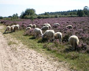 Unterkunft 320997 - Ferienhaus Veluwe - Huisje in Ermelo