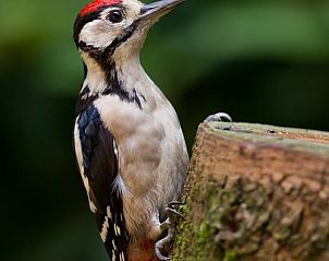 Guest house 320998 - Holiday property Veluwe - Huisje in Ermelo