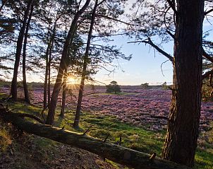 Unterkunft 321015 - Ferienhaus Veluwe - Heide Lodge