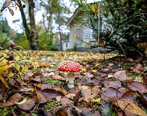 Unterkunft 321036 - Ferienhaus Veluwe - Bungalow Deluxe 4p
