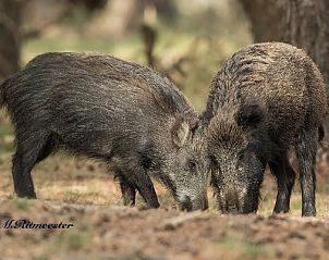 Verblijf 321124 - Vakantiewoning Veluwe - 'T ARKJE
