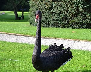 Zwarte zwaan in de tuin van Huisje in Terwolde, vakantiehuis op de Veluwe, omgeven door weelderige natuur.
