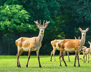 Verblijf 321516 - Vakantiewoning Veluwe - Huisje in Terwolde