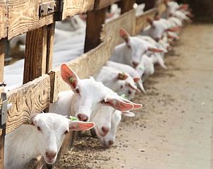 Boerderijervaring bij Vakantiehuis in Terwolde, Veluwe, Gelderland met nieuwsgierige geiten.