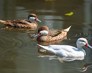 Verblijf 321520 - Vakantiewoning Veluwe - Huisje in Terwolde