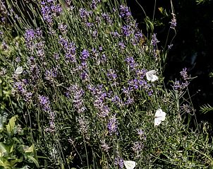 Verblijf 321533 - Vakantiewoning Veluwe - Huisje in Terwolde